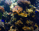 Corail