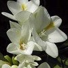 freesia