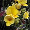 freesia