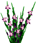 glaïeul