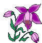 Orchidée