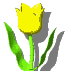 TULIPE