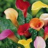 Arum