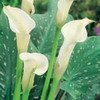Arum