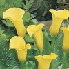 Arum