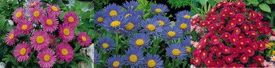Aster