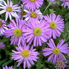 Aster