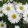 Aster