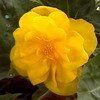 Bégonia
