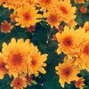 Chrysantème