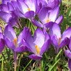 Crocus