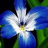 Crocus