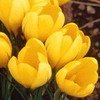 Crocus