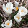Crocus