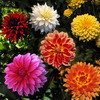 Dahlia