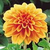 Dahlia
