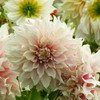 Dahlia