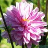 Dahlia