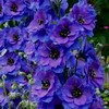 delphinium