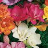 freesia