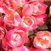 freesia