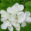 géranium