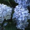 HORTENSIA