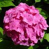 HORTENSIA