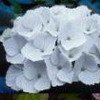 HORTENSIA