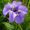 iris