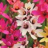 ixia