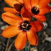 ixia