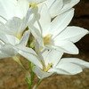ixia