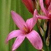 ixia