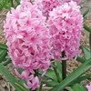 jacinthe