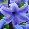 jacinthe