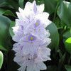 jacinthe