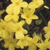 jasmin