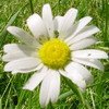 MARGUERITE