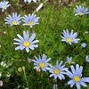 MARGUERITE