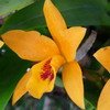 ORCHIDÉE