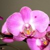 ORCHIDÉE