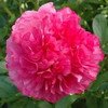 pivoine 