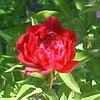 pivoine 