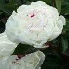 pivoine 