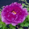 pivoine 