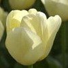 TULIPE