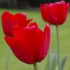 TULIPE