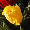 TULIPE