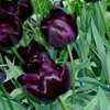 TULIPE
